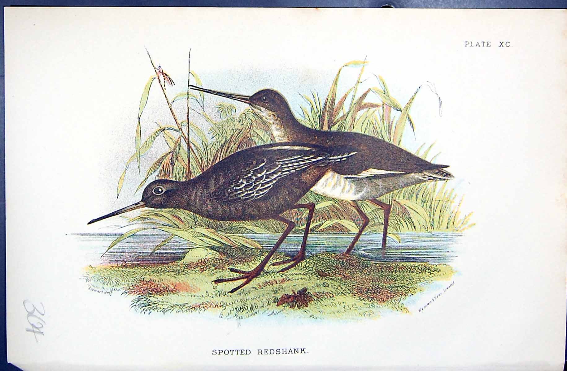 Antique Print Spotted Redshank Wyman 1896 Lloyd Sharpe Birds Great Britain 19th