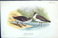 Old Print 1896 Lloyd Sharpe Birds Great Britain Common Spotted Sandpiper 19th