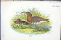 Old Antique Print Ruff Wyman 1896 Lloyd Sharpe Colour Birds Great Britain 19th