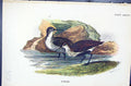 Antique Old Print 1896 Lloyd Sharpe Colour Birds Great Britain Dunlin Wyman