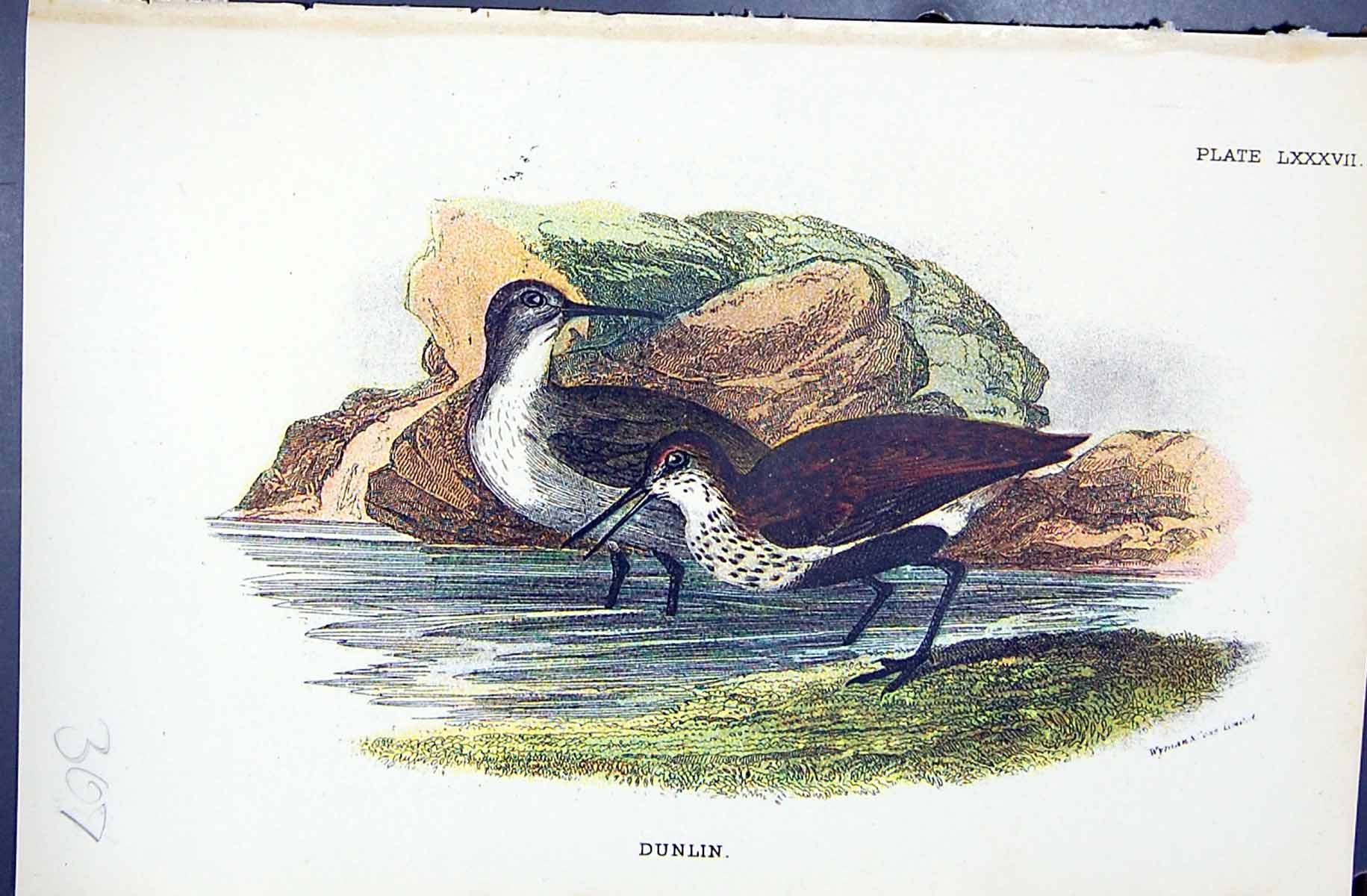 Antique Old Print 1896 Lloyd Sharpe Colour Birds Great Britain Dunlin Wyman