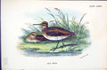 Antique Print Jack Snipe Wyman 1896 Lloyd Sharpe Colour Birds Great Britain