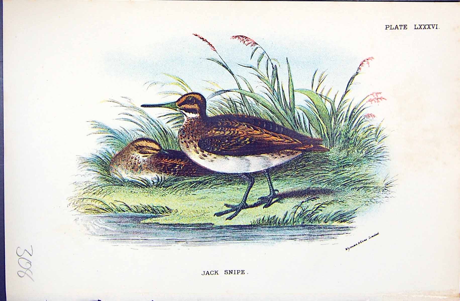 Antique Print Jack Snipe Wyman 1896 Lloyd Sharpe Colour Birds Great Britain