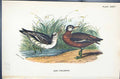 Antique Old Print 1896 Lloyd Sharpe Birds Great Britain Grey Phalarope Wyman