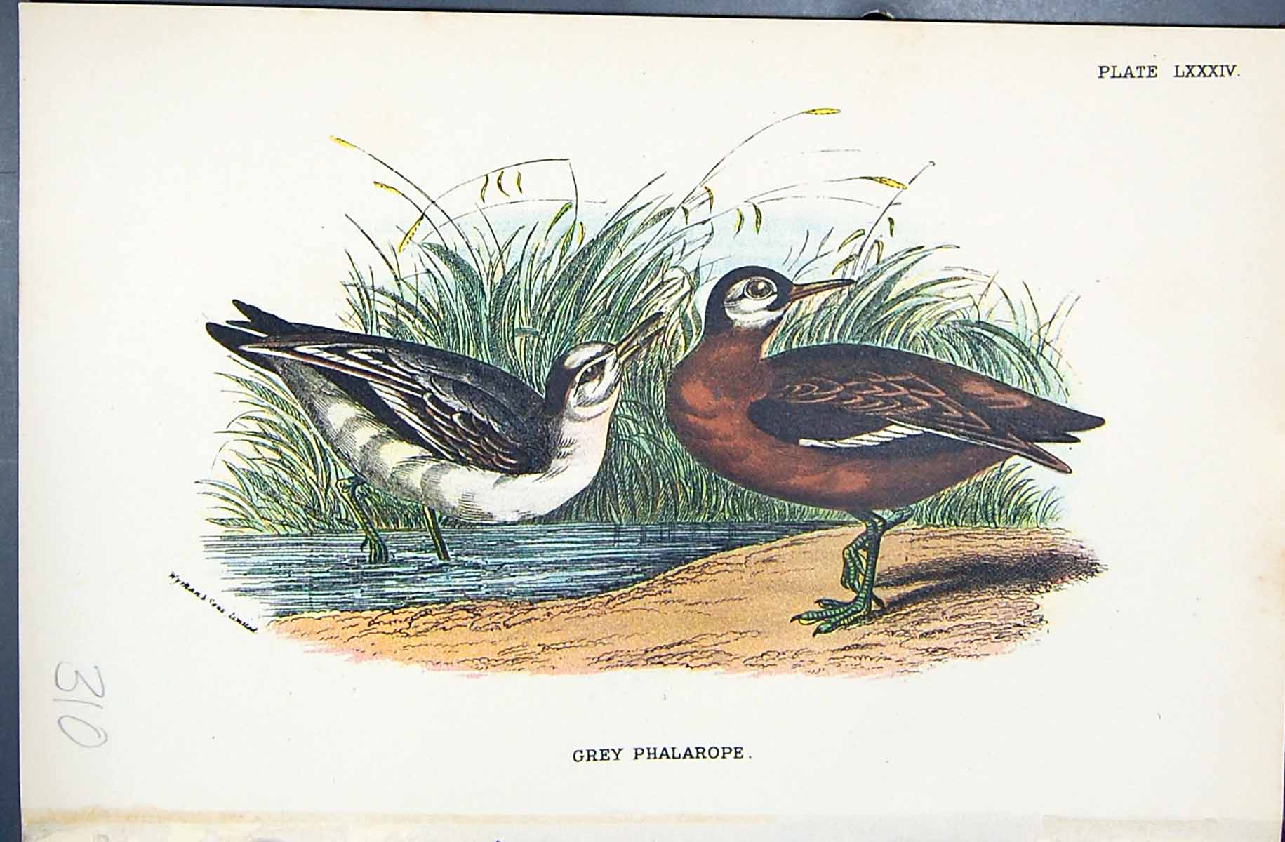 Antique Old Print 1896 Lloyd Sharpe Birds Great Britain Grey Phalarope Wyman