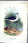 Old Print Black-Winged Stilt Wyman 1896 Lloyd Sharpe Birds Great Britain 19th