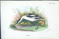 Antique Old Print 1896 Lloyd Sharpe Colour Birds Great Britain Avocet Wyman