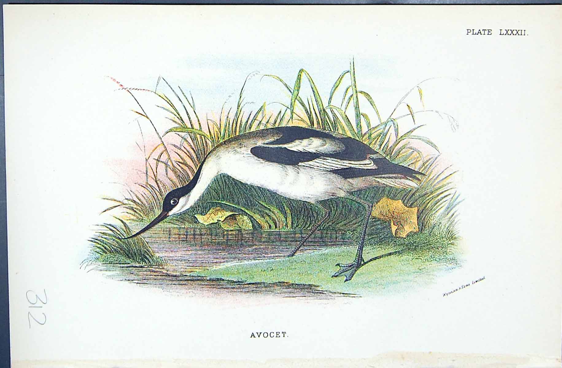 Antique Old Print 1896 Lloyd Sharpe Colour Birds Great Britain Avocet Wyman