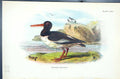 Antique Old Print Oyster-Catcher 1896 Lloyd Sharpe Birds Great Britain Wyman