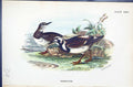 Antique Print Wyman 1896 Lloyd Sharpe Colour Birds Great Britain Turnstone 19th