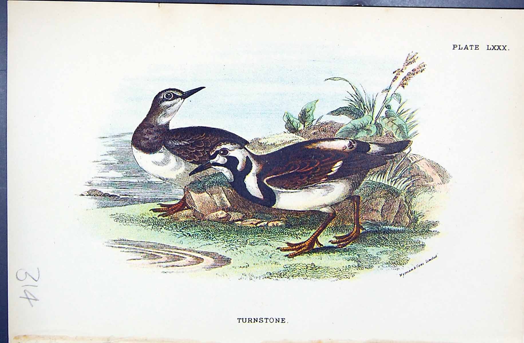 Antique Print Wyman 1896 Lloyd Sharpe Colour Birds Great Britain Turnstone 19th