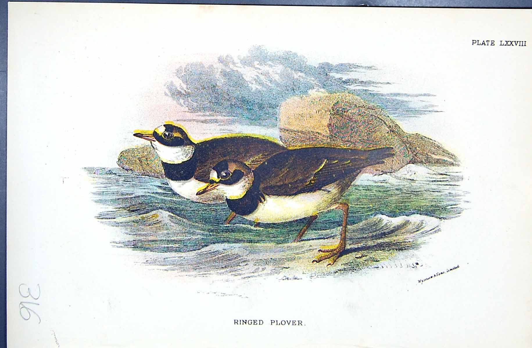 Antique Old Print Wyman 1896 Lloyd Sharpe Birds Great Britain Ringed Plover