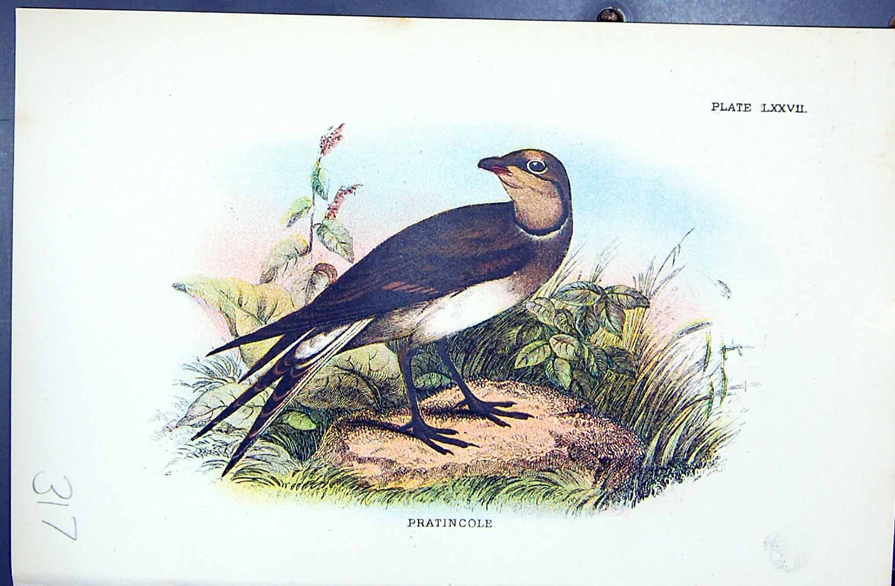 Old Antique Print Pratincole 1896 Lloyd Sharpe Colour Birds Great Britain 19th