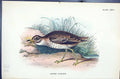Old Print Stone-Curlew 1896 Lloyd Sharpe Colour Birds Great Britain Wyman 19th