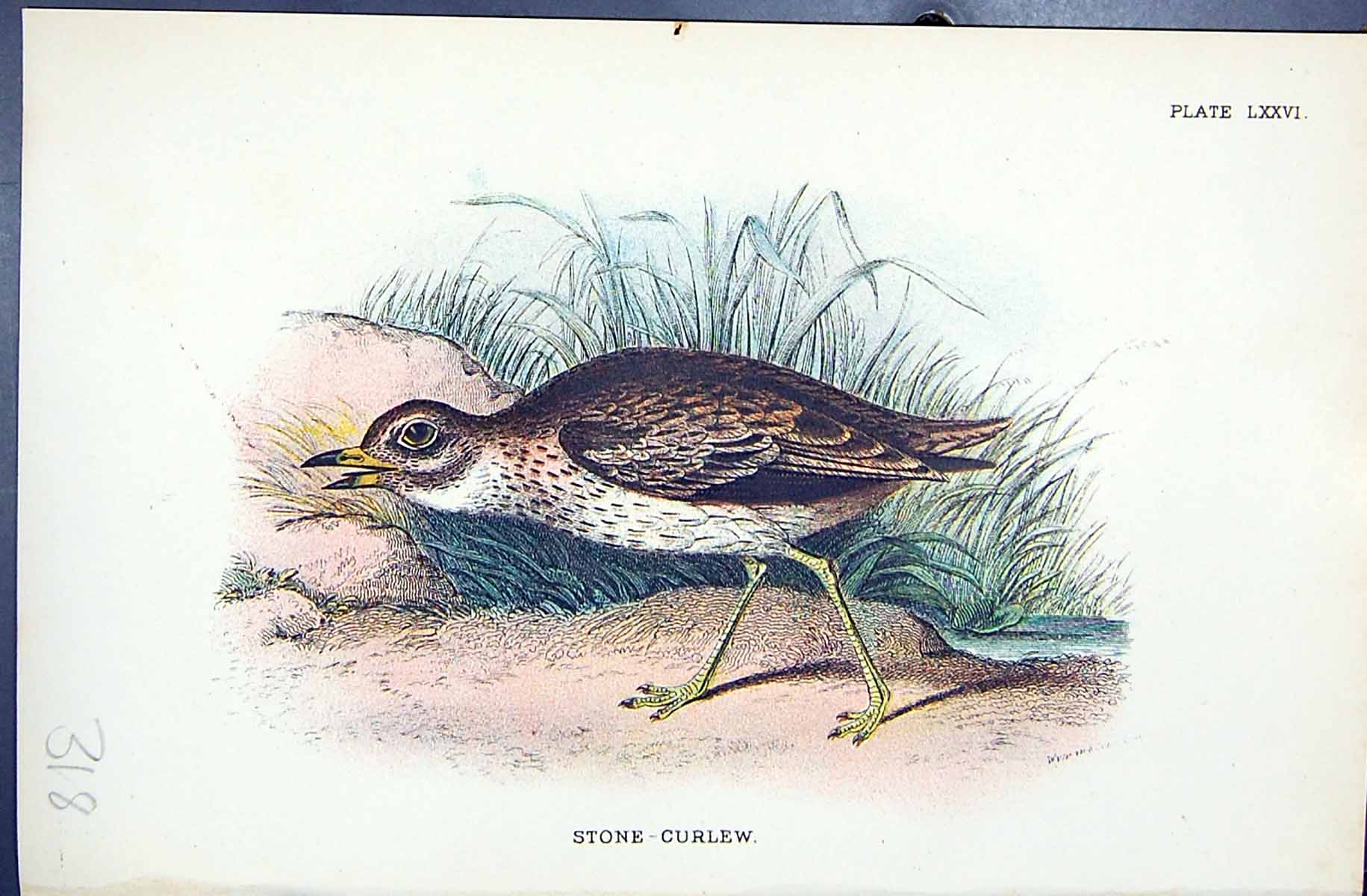 Old Print Stone-Curlew 1896 Lloyd Sharpe Colour Birds Great Britain Wyman 19th