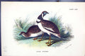 Antique Old Print Little Bustard Wyman 1896 Lloyd Sharpe Birds Great Britain
