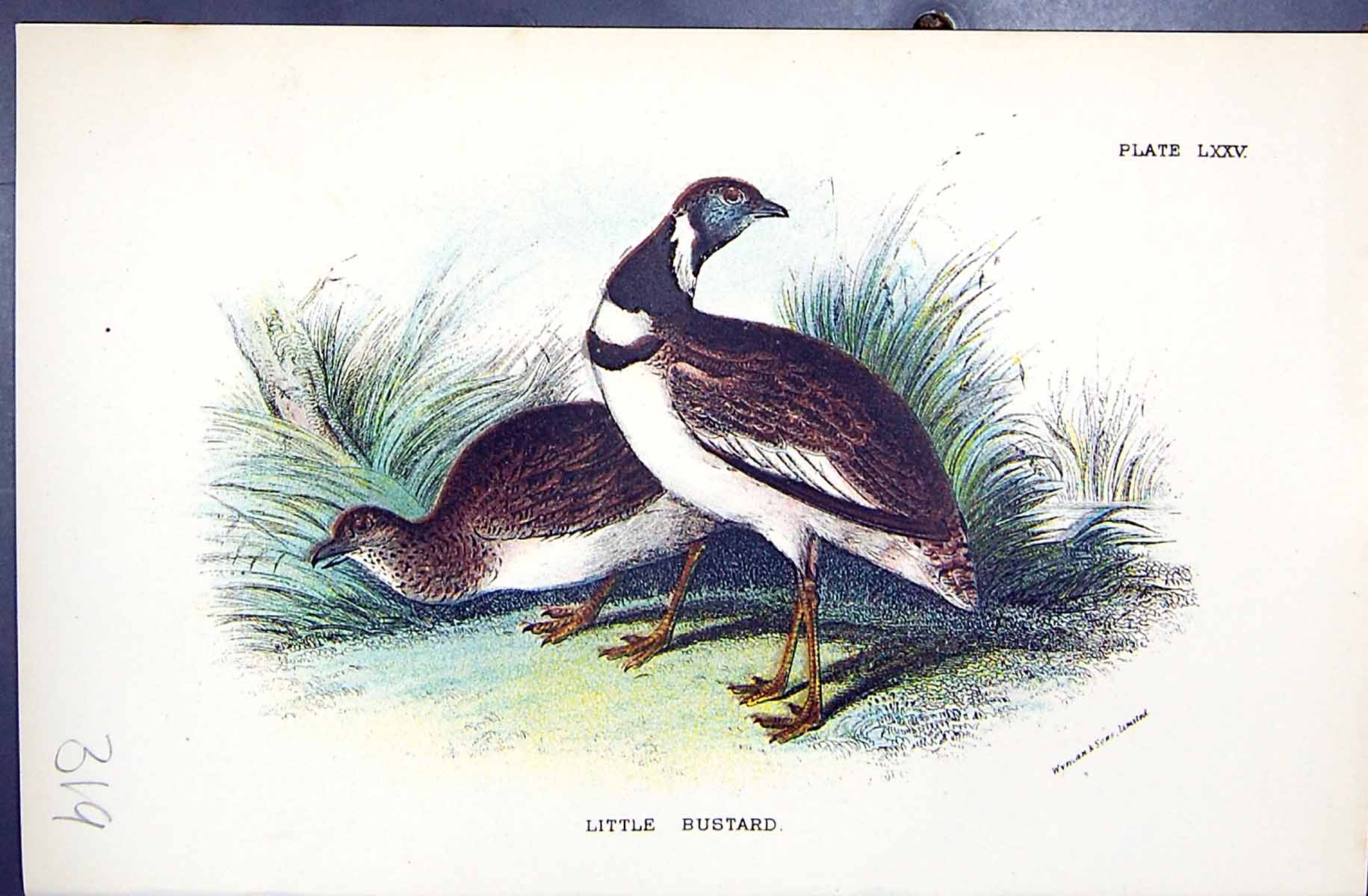 Antique Old Print Little Bustard Wyman 1896 Lloyd Sharpe Birds Great Britain