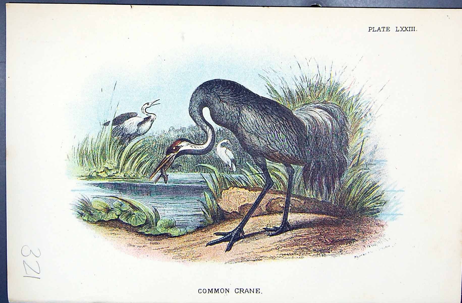 Old Print Common Crane 1896 Lloyd Sharpe Colour Birds Great Britain Wyman 19th
