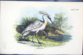Old Antique Print Spoonbill 1896 Lloyd Sharpe Colour Birds Great Britain 19th