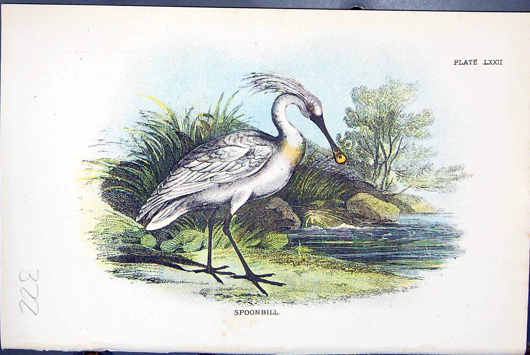 Old Antique Print Spoonbill 1896 Lloyd Sharpe Colour Birds Great Britain 19th