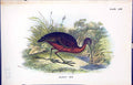Old Print Glossy Ibis 1896 Lloyd Sharpe Colour Birds Great Britain Wyman 19th