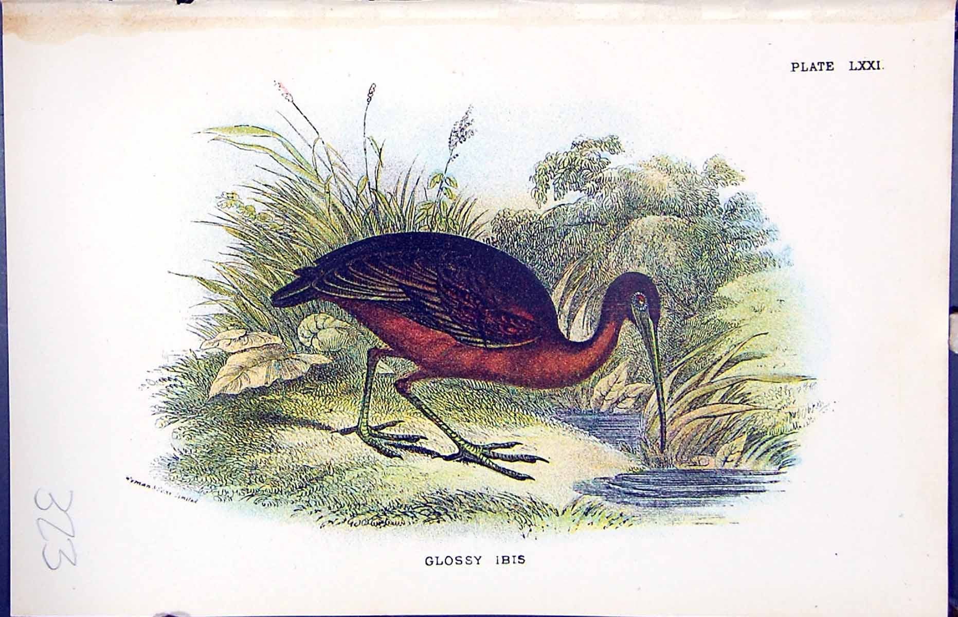 Old Print Glossy Ibis 1896 Lloyd Sharpe Colour Birds Great Britain Wyman 19th