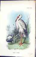 Antique Old Print White Stork 1896 Lloyd Sharpe Colour Birds Great Britain 19th