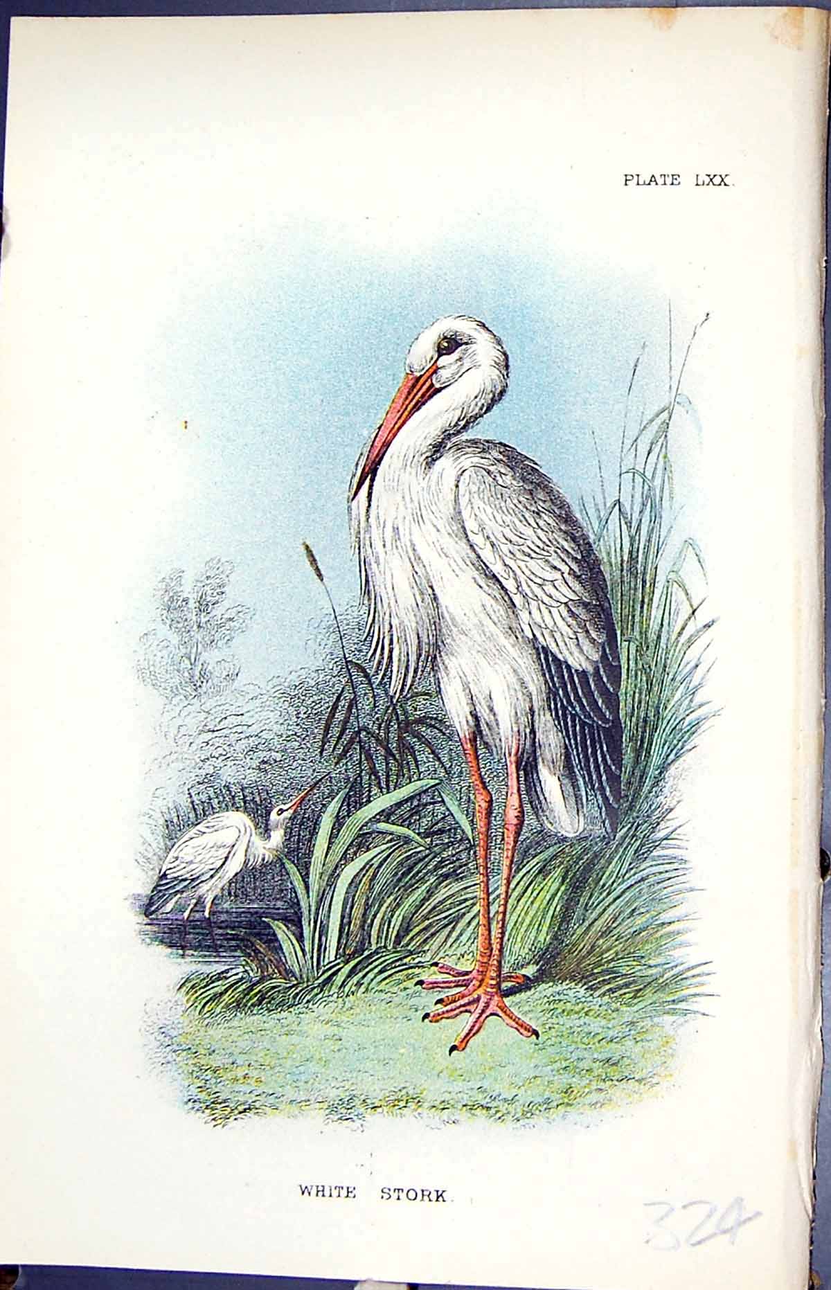 Antique Old Print White Stork 1896 Lloyd Sharpe Colour Birds Great Britain 19th