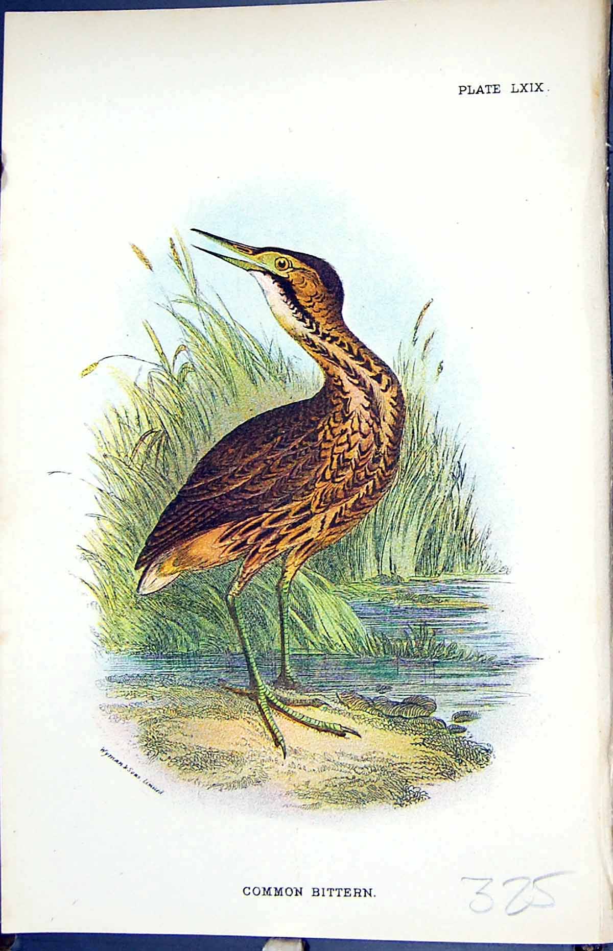 Antique Old Print 1896 Lloyd Sharpe Birds Great Britain Common Bittern Wyman