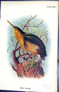 Antique Old Print Little Bittern 1896 Lloyd Sharpe Colour Birds Great Britain