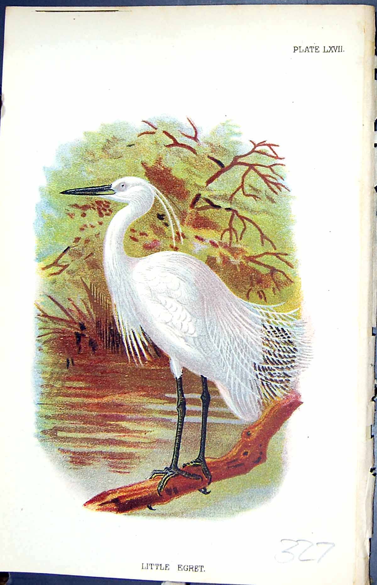 Antique Old Print Little Egret 1896 Lloyd Sharpe Colour Birds Great Britain