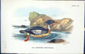 Old 1896 Lloyd Sharpe Birds Great Britain Red-Breasted Merganser Wyma Victorian