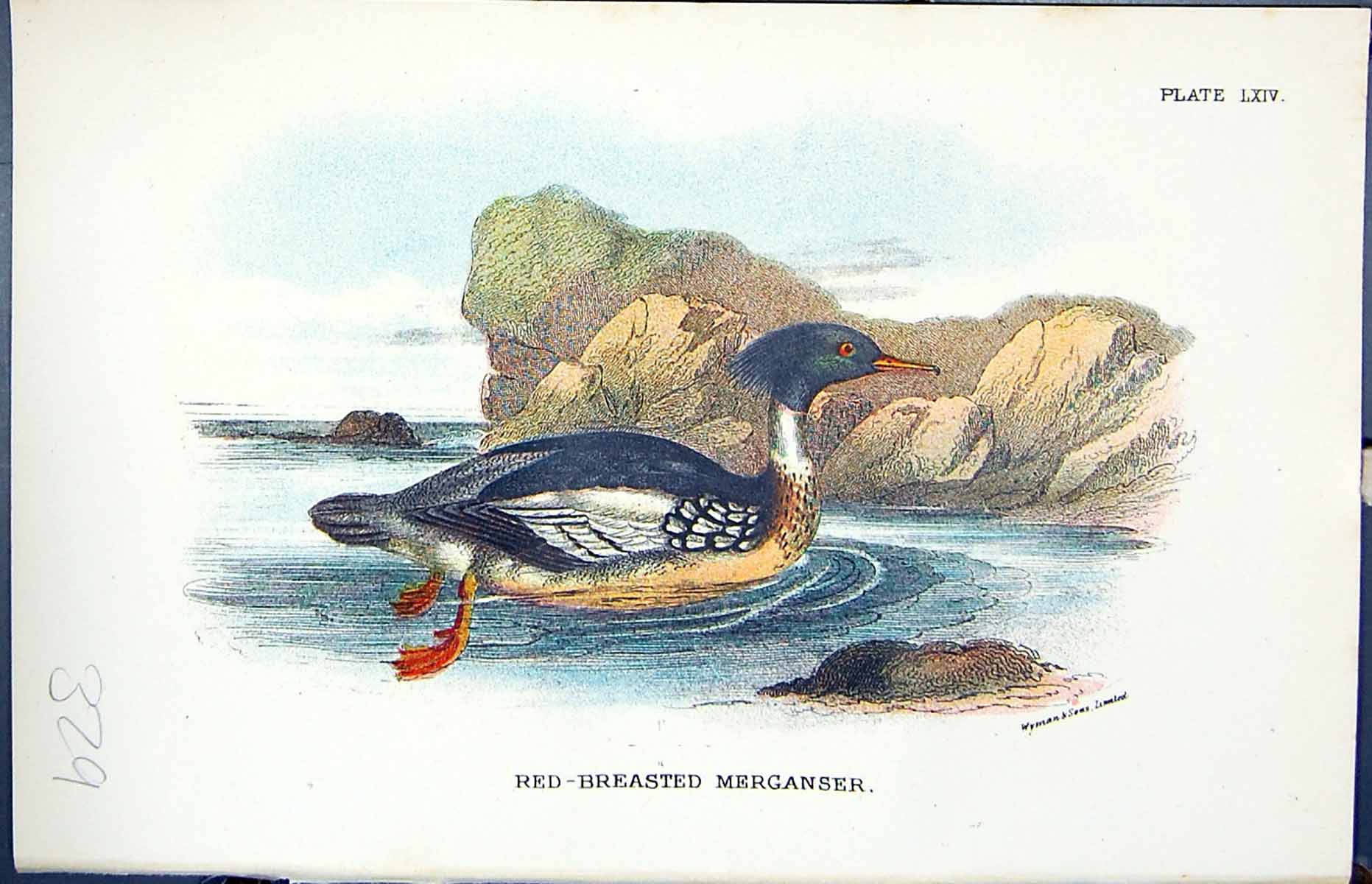 Old 1896 Lloyd Sharpe Birds Great Britain Red-Breasted Merganser Wyma Victorian