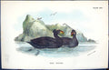 Old Print 1896 Lloyd Sharpe Colour Birds Great Britain Surf Scoter Wyman 19th