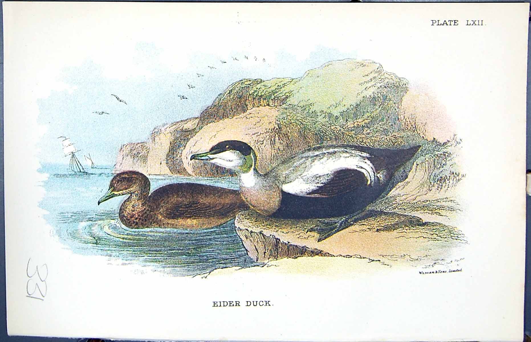 Antique Print Eider Duck Wyman 1896 Lloyd Sharpe Colour Birds Great Britain