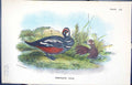 Antique Old Print Wyman 1896 Lloyd Sharpe Birds Great Britain Harlequin Duck