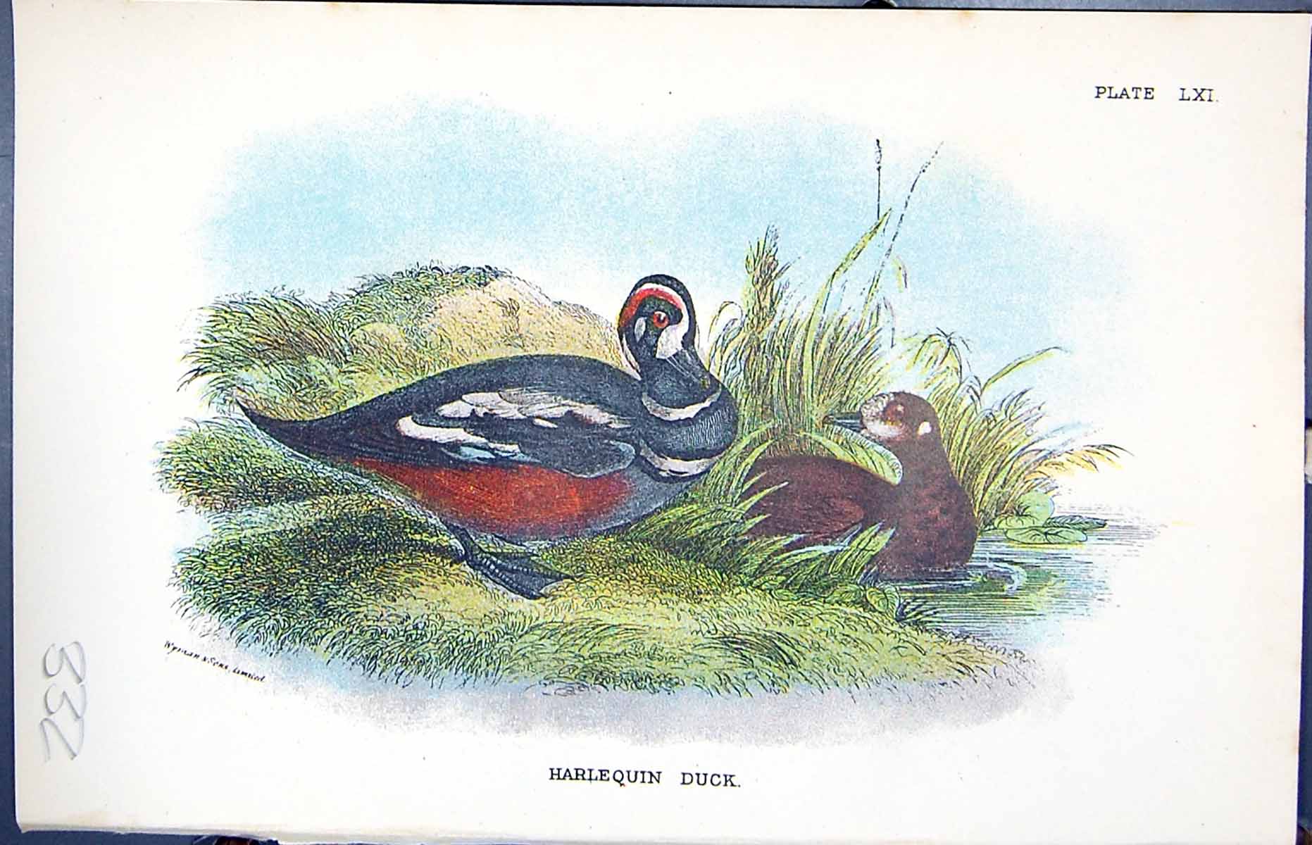 Antique Old Print Wyman 1896 Lloyd Sharpe Birds Great Britain Harlequin Duck