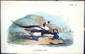 Antique Print Long-Tailed Duck 1896 Lloyd Sharpe Birds Great Britain Wyman 19th