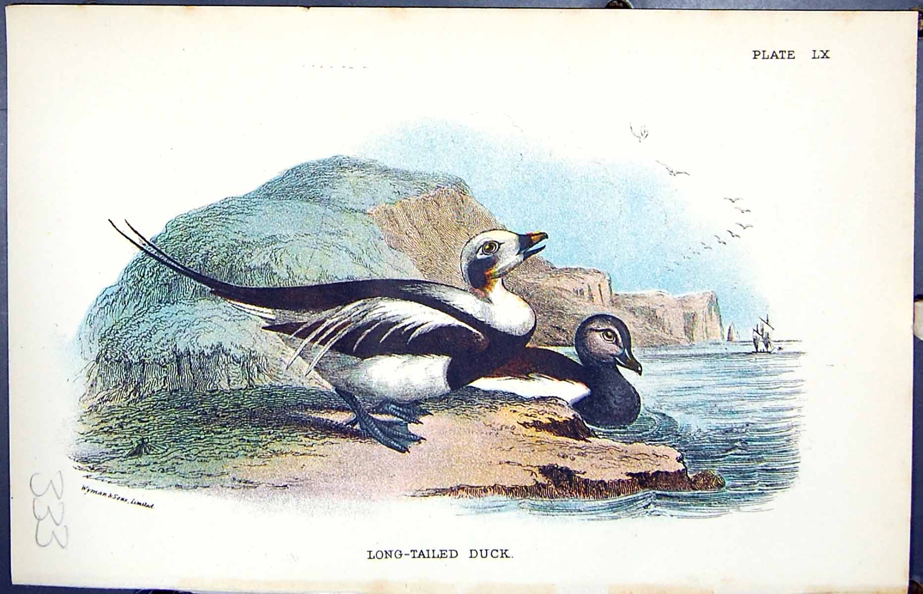 Antique Print Long-Tailed Duck 1896 Lloyd Sharpe Birds Great Britain Wyman 19th