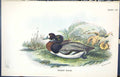 Antique Print Scaup Duck 1896 Lloyd Sharpe Colour Birds Great Britain Wyman