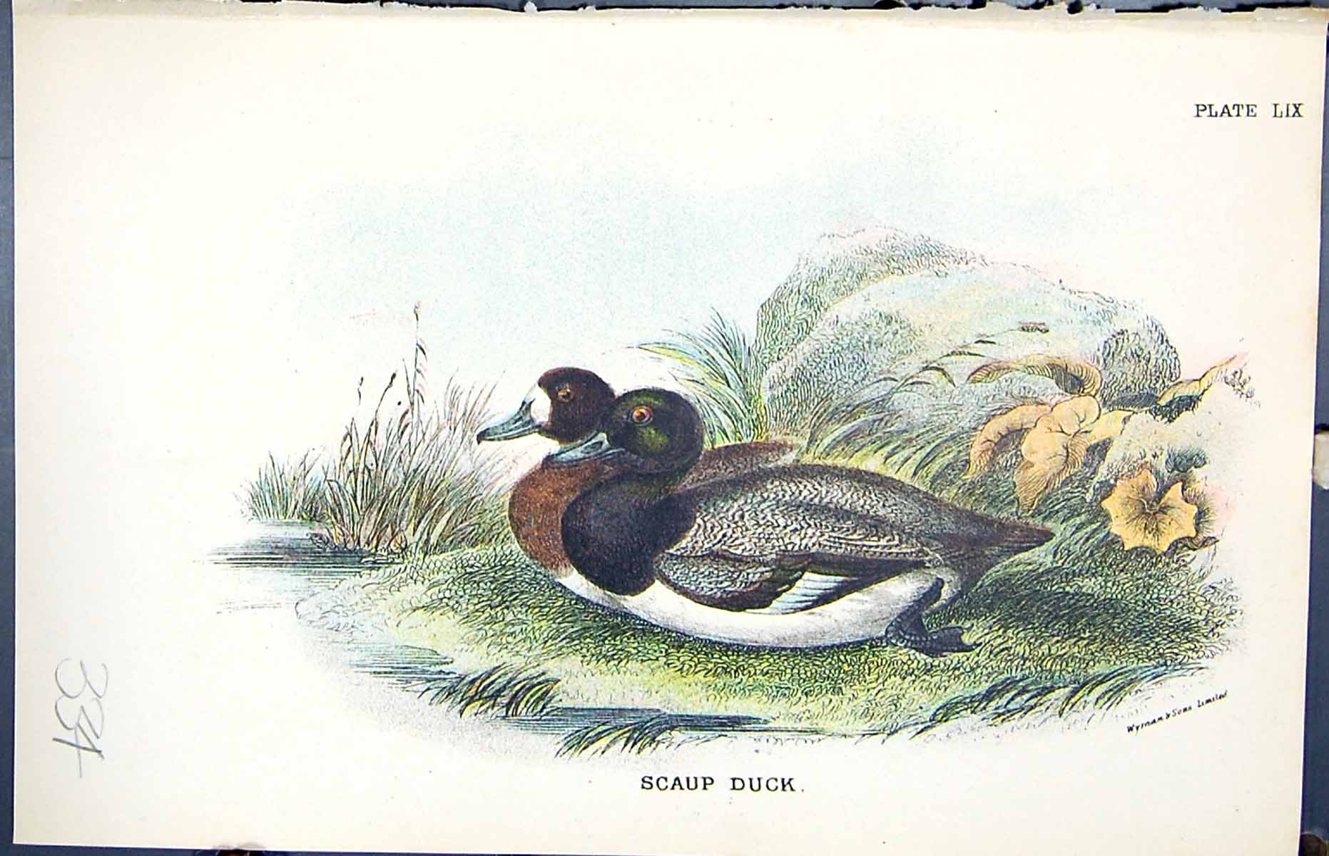 Antique Print Scaup Duck 1896 Lloyd Sharpe Colour Birds Great Britain Wyman