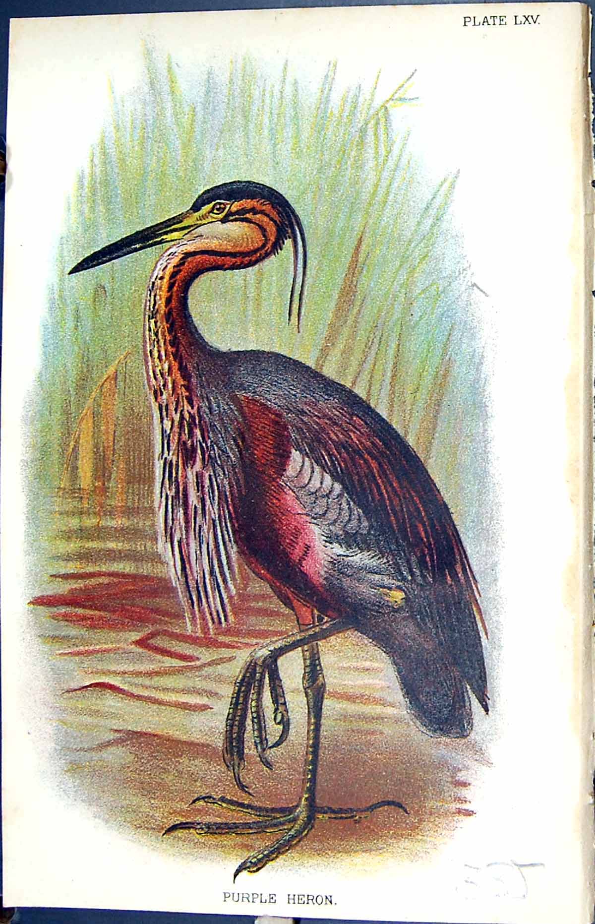 Antique Old Print 1896 Lloyd Sharpe Colour Birds Great Britain Purple Heron