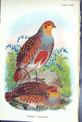 Antique Print Common Partridge 1897 Lloyd Sharpe Colour Birds Great Britain