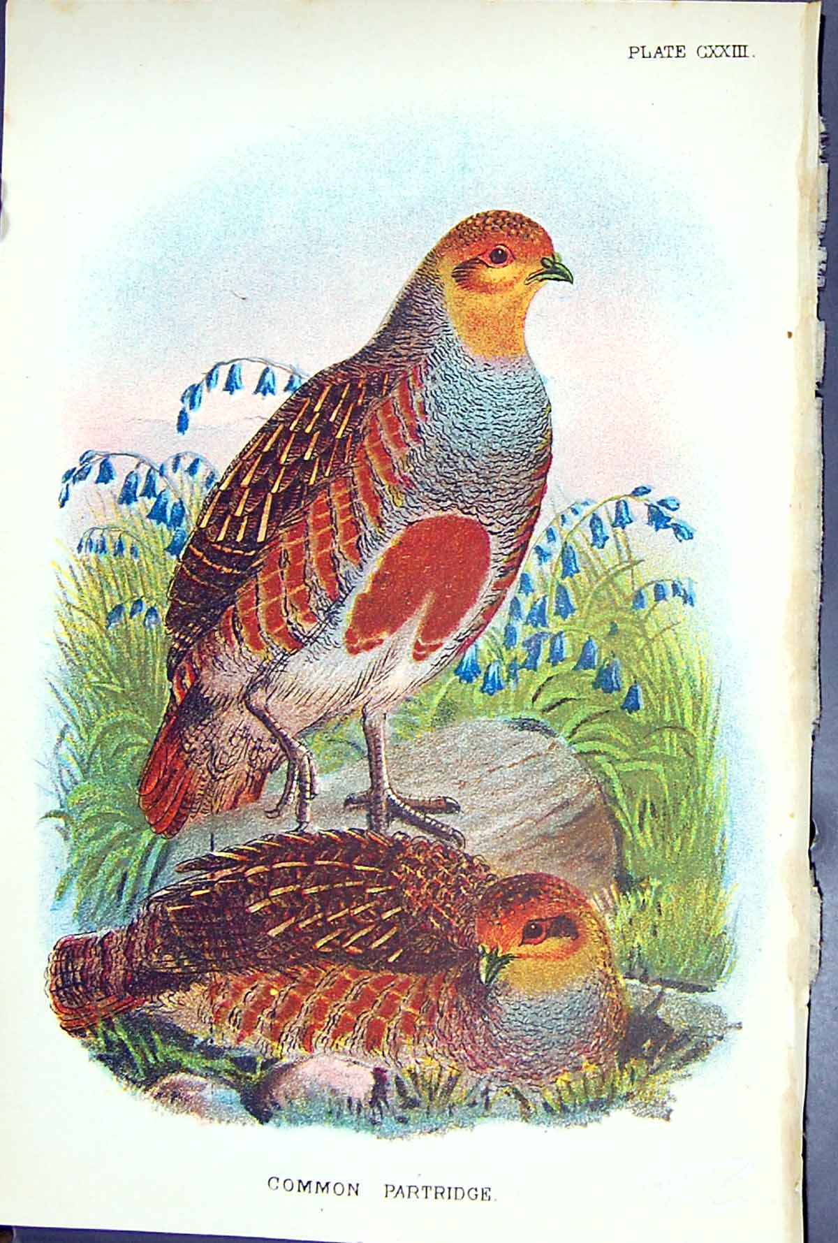 Antique Print Common Partridge 1897 Lloyd Sharpe Colour Birds Great Britain
