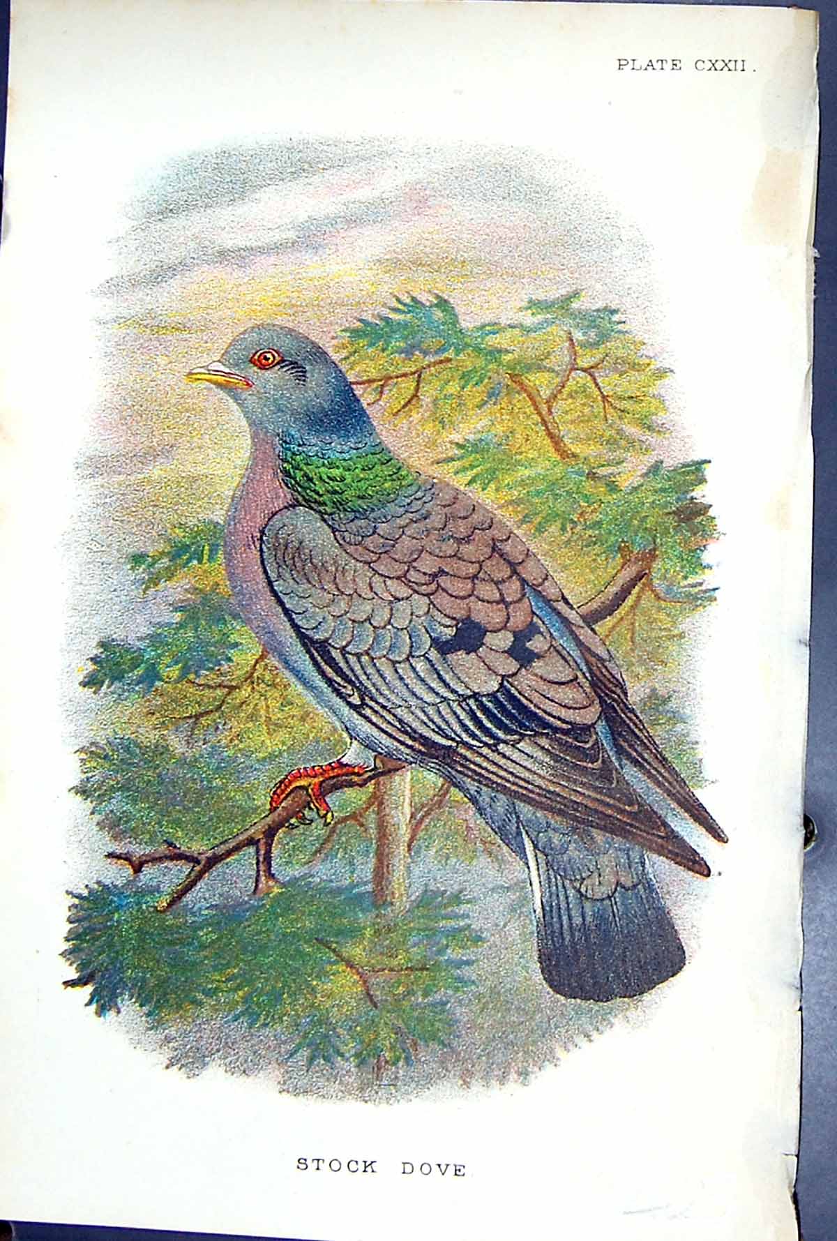 Old Antique Print 1897 Lloyd Sharpe Colour Birds Great Britain Stock Dove 19th