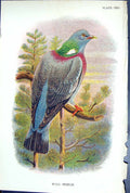 Antique Old Print Wood-Pigeon 1897 Lloyd Sharpe Colour Birds Great Britain 19th