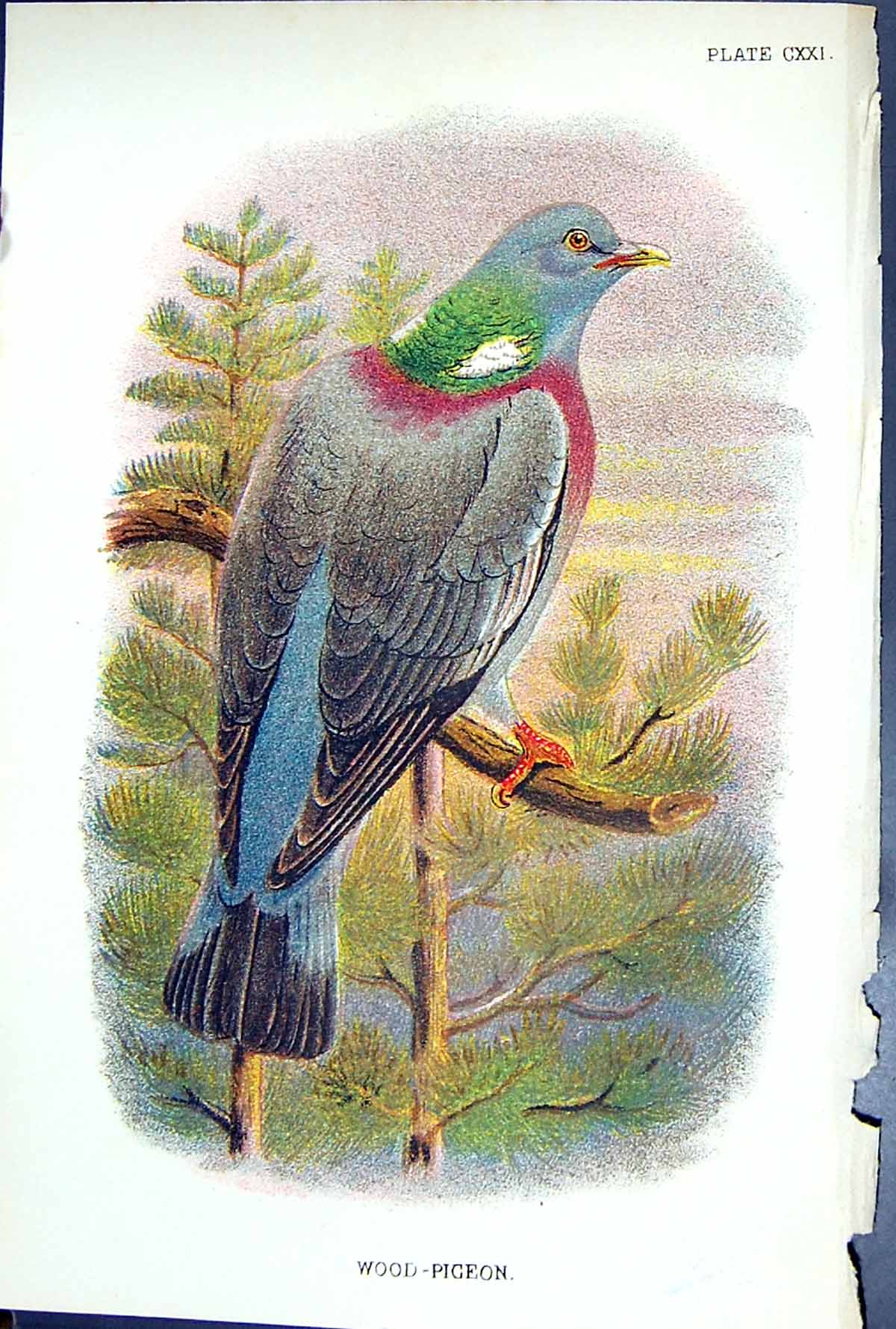 Antique Old Print Wood-Pigeon 1897 Lloyd Sharpe Colour Birds Great Britain 19th