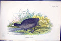 Old Print 1897 Lloyd Sharpe Colour Birds Great Britain Common Coot Wyman 19th