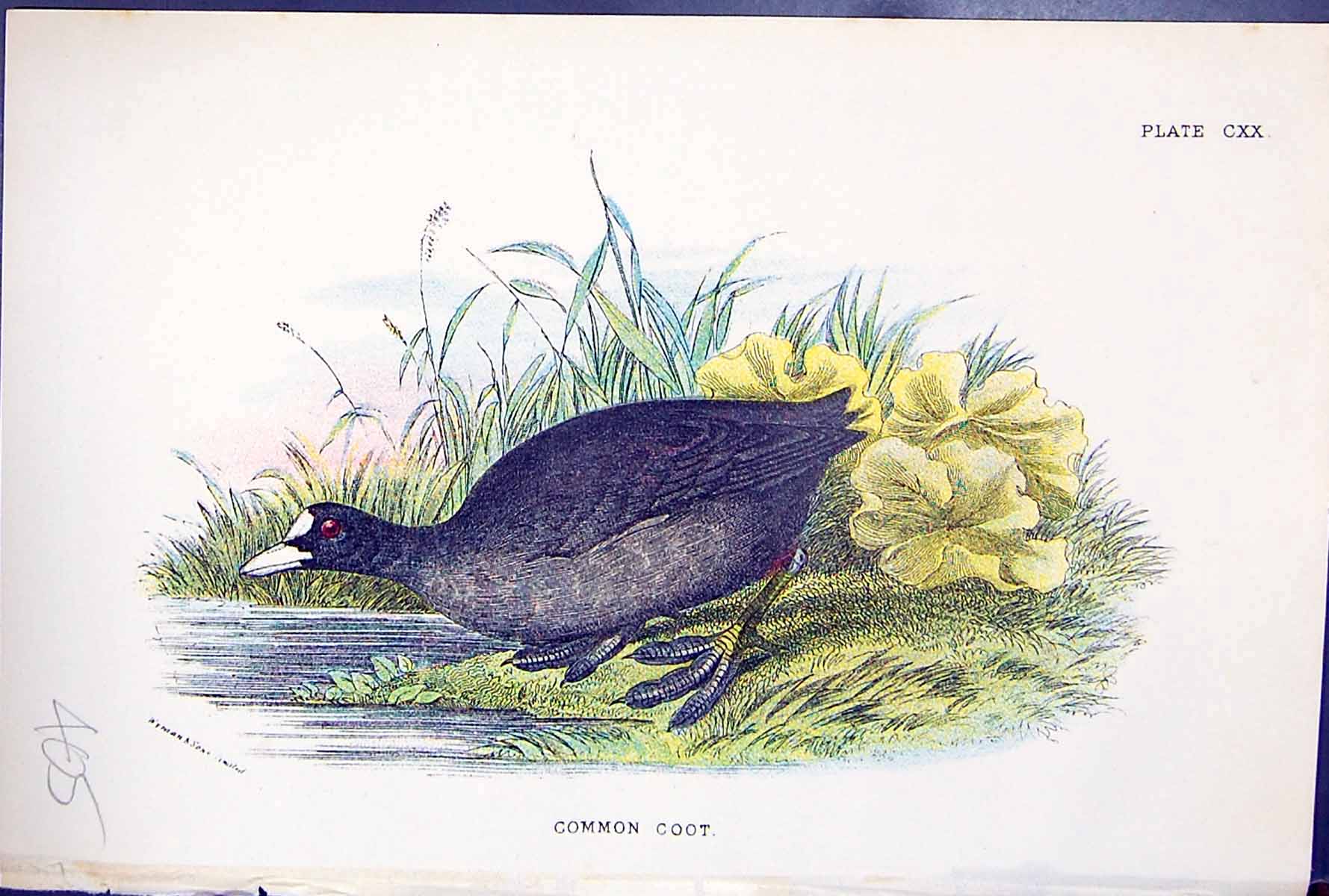 Old Print 1897 Lloyd Sharpe Colour Birds Great Britain Common Coot Wyman 19th