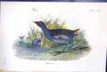 Old Antique Print 1897 Lloyd Sharpe Colour Birds Great Britain Moor-Hen 19th